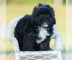Small Photo #15 Poodle (Toy) Puppy For Sale in WARSAW, IN, USA