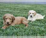 Puppy Puppy 10 Double Doodle