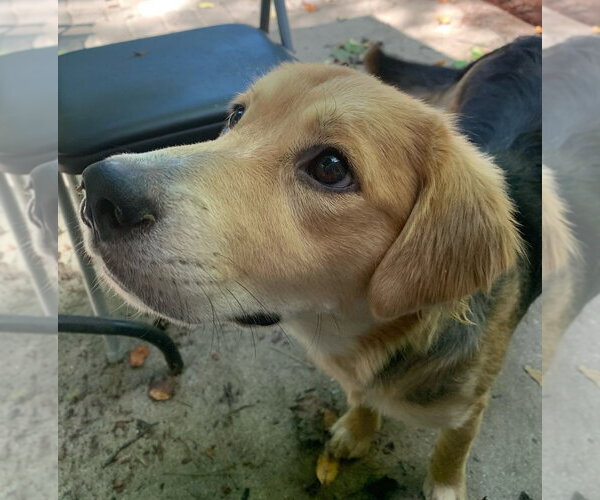 Medium Photo #2 Beagle-Unknown Mix Puppy For Sale in Mooresville, NC, USA