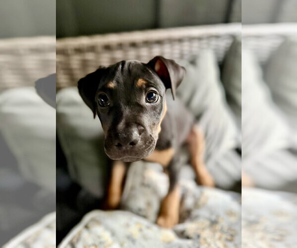 Medium Photo #2 Mutt Puppy For Sale in Hillsboro, MO, USA