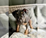 Small #1 Mutt