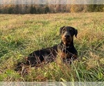Small #8 Doberman Pinscher