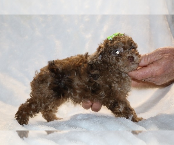 Medium Photo #10 Poodle (Toy) Puppy For Sale in DYERSBURG, TN, USA