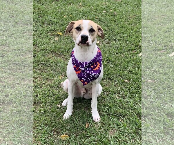 Medium Photo #56 Mutt Puppy For Sale in Spring, TX, USA