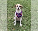 Small #55 Mutt