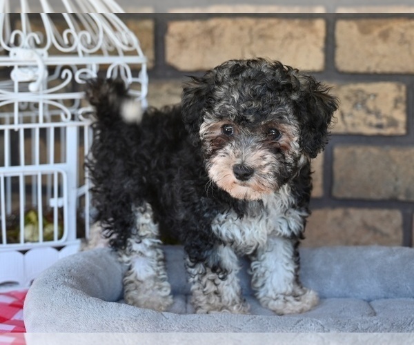 Medium Photo #3 Poovanese Puppy For Sale in MILLERSBURG, OH, USA