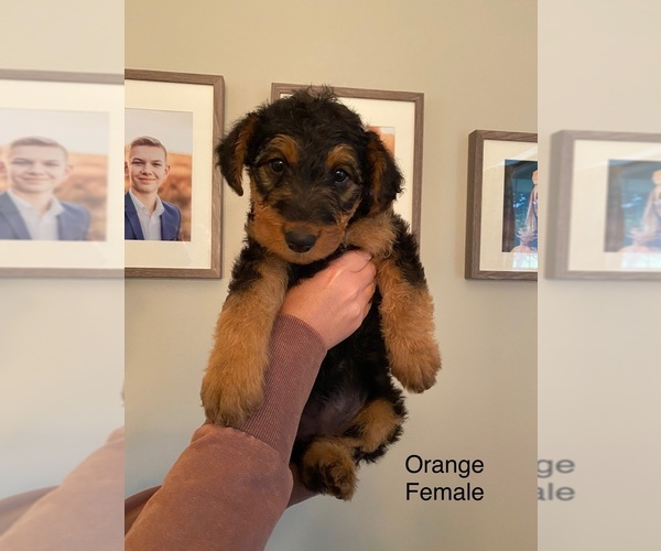 Medium Photo #10 Airedale Terrier Puppy For Sale in LENEXA, KS, USA