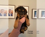 Small Photo #10 Airedale Terrier Puppy For Sale in LENEXA, KS, USA