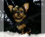 Small #3 Yorkshire Terrier