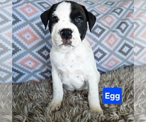 Mutt Dogs for adoption in Duluth, MN, USA