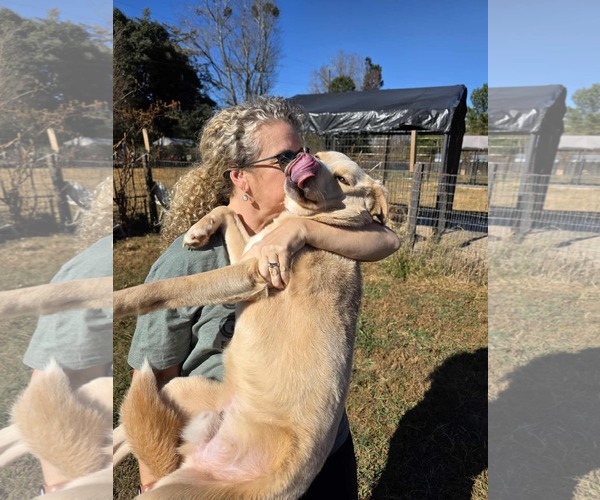 Medium Photo #8 Mutt Puppy For Sale in Woodbury, NY, USA