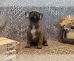 Small Photo #2 French Bulldog Puppy For Sale in PAHRUMP, NV, USA