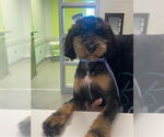 Small Poodle (Miniature)