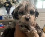 Small #1 German Hunting Terrier-Lowchen Mix