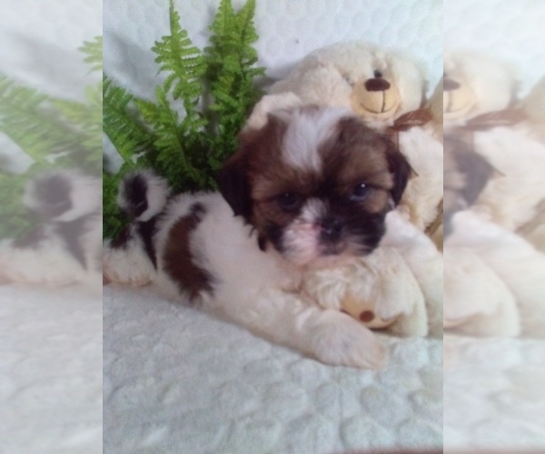 Medium Photo #7 Shih Tzu Puppy For Sale in SUGARCREEK, OH, USA