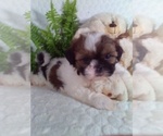 Small #6 Shih Tzu