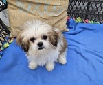 Small #1 Shih Tzu