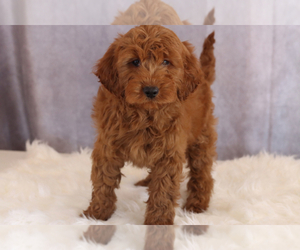 Goldendoodle Puppy for sale in ITASCA, TX, USA