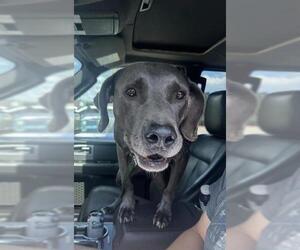Weimaraner Dogs for adoption in San Antonio, TX, USA