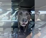 JAXON - Male Weimaraner Dog for Adoption - Small photo