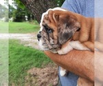 Small Photo #8 Bulldog Puppy For Sale in GREEN FOREST, AR, USA
