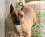 Small #2 American Pit Bull Terrier-Black Mouth Cur Mix