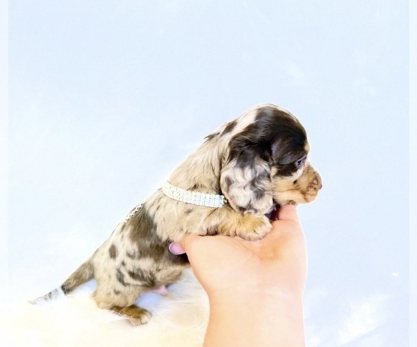 Medium Photo #9 Dachshund Puppy For Sale in DAVIS, CA, USA