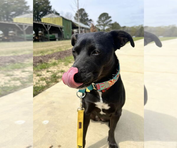 Medium Photo #12 Labrador Retriever-Unknown Mix Puppy For Sale in Garner, NC, USA