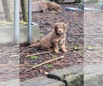 Small Photo #11 Aussiedoodle Puppy For Sale in GREENSBURG, PA, USA