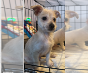 Chihuahua-Unknown Mix Dogs for adoption in Plainfield, IL, USA