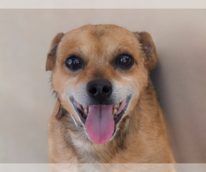 Chiweenie Dogs for adoption in Pasadena, CA, USA