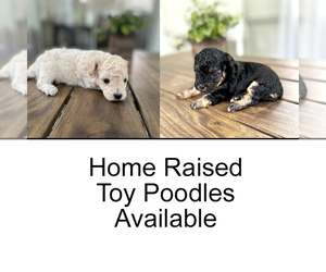 Poodle (Toy) Litter for sale in NAVARRE, FL, USA