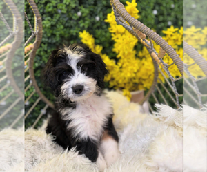 Bernedoodle Puppy for sale in WILMINGTON, NC, USA