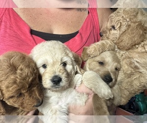Goldendoodle (Miniature) Puppy for sale in CAMBRIDGE, MN, USA