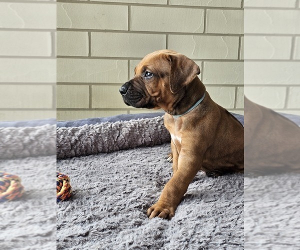 Medium Photo #2 Rhodesian Ridgeback Puppy For Sale in BUMPASS, VA, USA