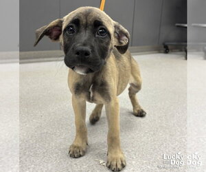 Mutt Dogs for adoption in Washington, DC, USA
