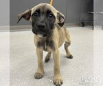 Small Mutt