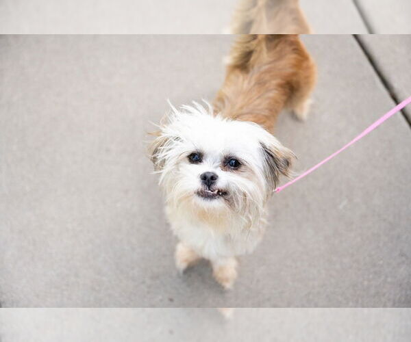 Medium Photo #3 Brussels Griffon-Unknown Mix Puppy For Sale in Plymouth, MN, USA