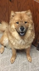 Chow Chow Puppy for sale in STEVENS POINT, WI, USA