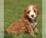 Small #3 Cavapoo (Miniature)