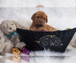 Small Photo #2 Dogue de Bordeaux Puppy For Sale in FOWLERVILLE, MI, USA