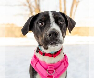 American Pit Bull Terrier-Huskies  Mix Dogs for adoption in Princeton, MN, USA
