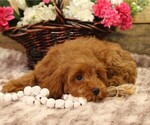 Small #10 Cavapoo