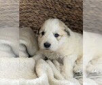 Small Photo #10 Great Pyrenees Puppy For Sale in FALCON, CO, USA