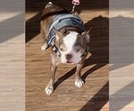Small Photo #3 Boston Terrier Puppy For Sale in Hillsboro, MO, USA