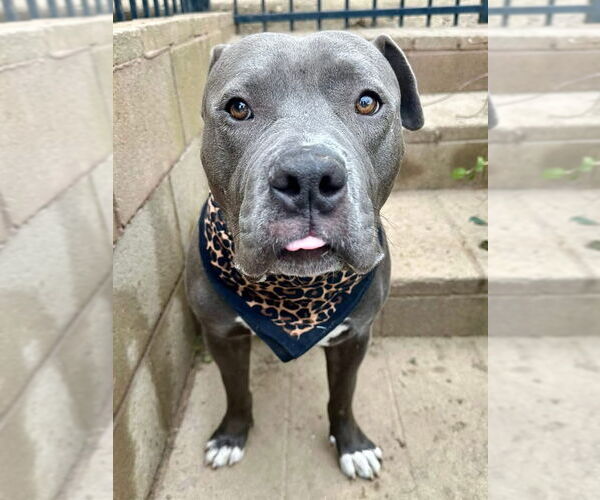 Medium Photo #3 American Staffordshire Terrier-Unknown Mix Puppy For Sale in Redlands, CA, USA