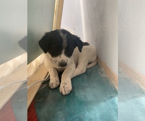 Fox Terrier (Smooth)-Unknown Mix Puppy for sale in PHILA, PA, USA