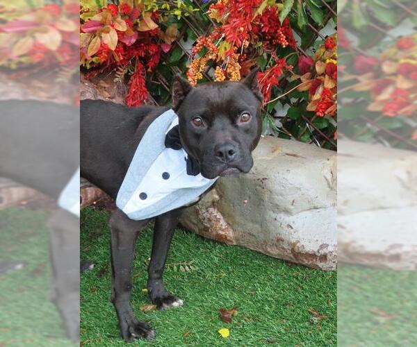 Medium Photo #1 American Pit Bull Terrier Puppy For Sale in Oklahoma City, OK, USA