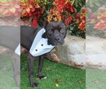 Small American Pit Bull Terrier