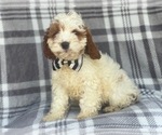 Small Photo #4 Cocker Spaniel-Poodle (Miniature) Mix Puppy For Sale in LAKELAND, FL, USA